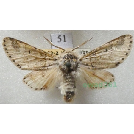 Furcula furcula (Clerck, 1759) male Slovakia51